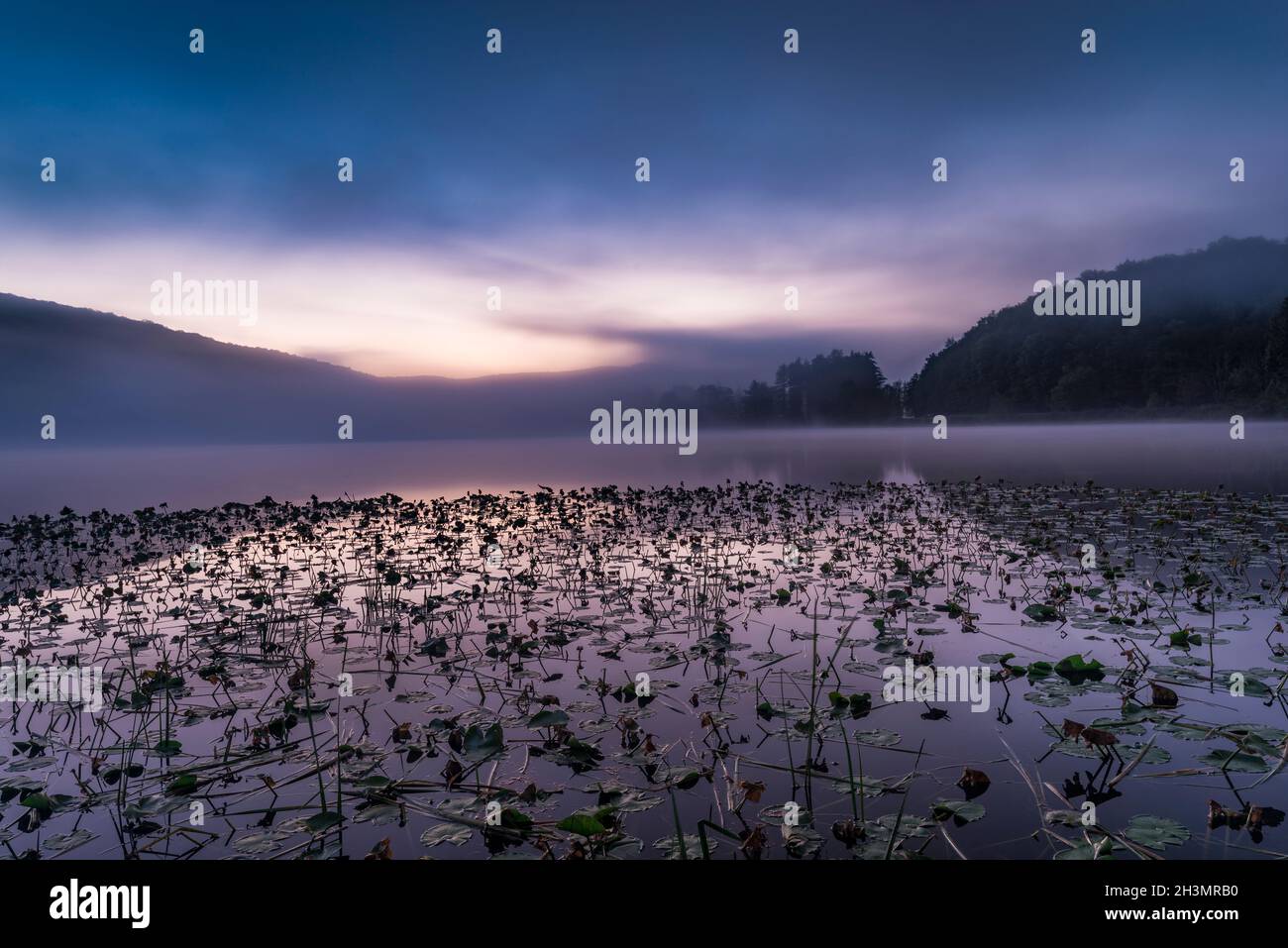 Lily Pads und Schilf erwarten den Sonnenaufgang am Red House Lake, Allegany State Park, Cattaraugus Co., New York, Stockfoto