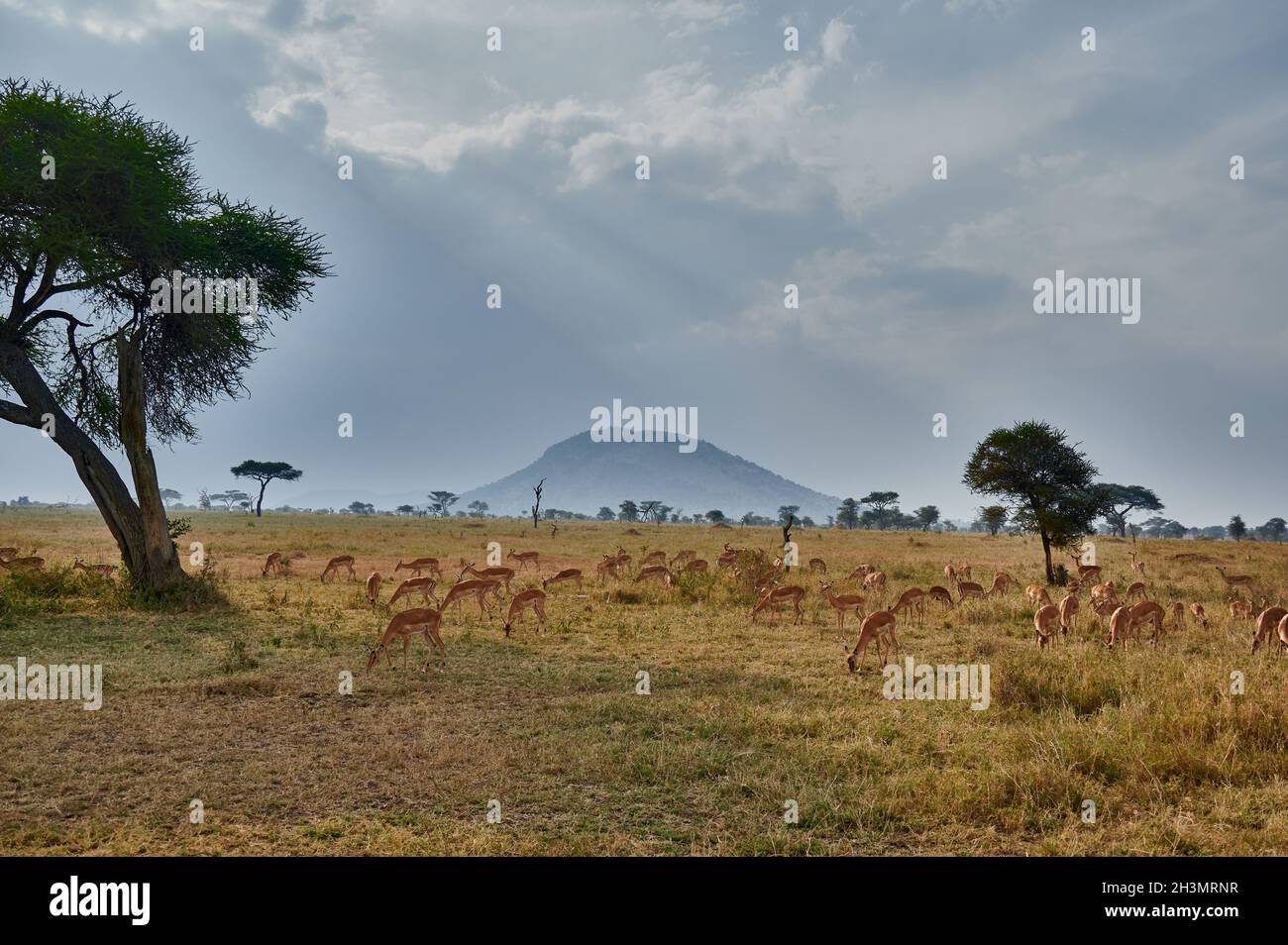 Herde von Impalas (Aepyceros melampus) vor einem wolkigen Himmel mit Sonnenstrahlen, Serengeti Nationalpark, Tansania, Afrika Stockfoto