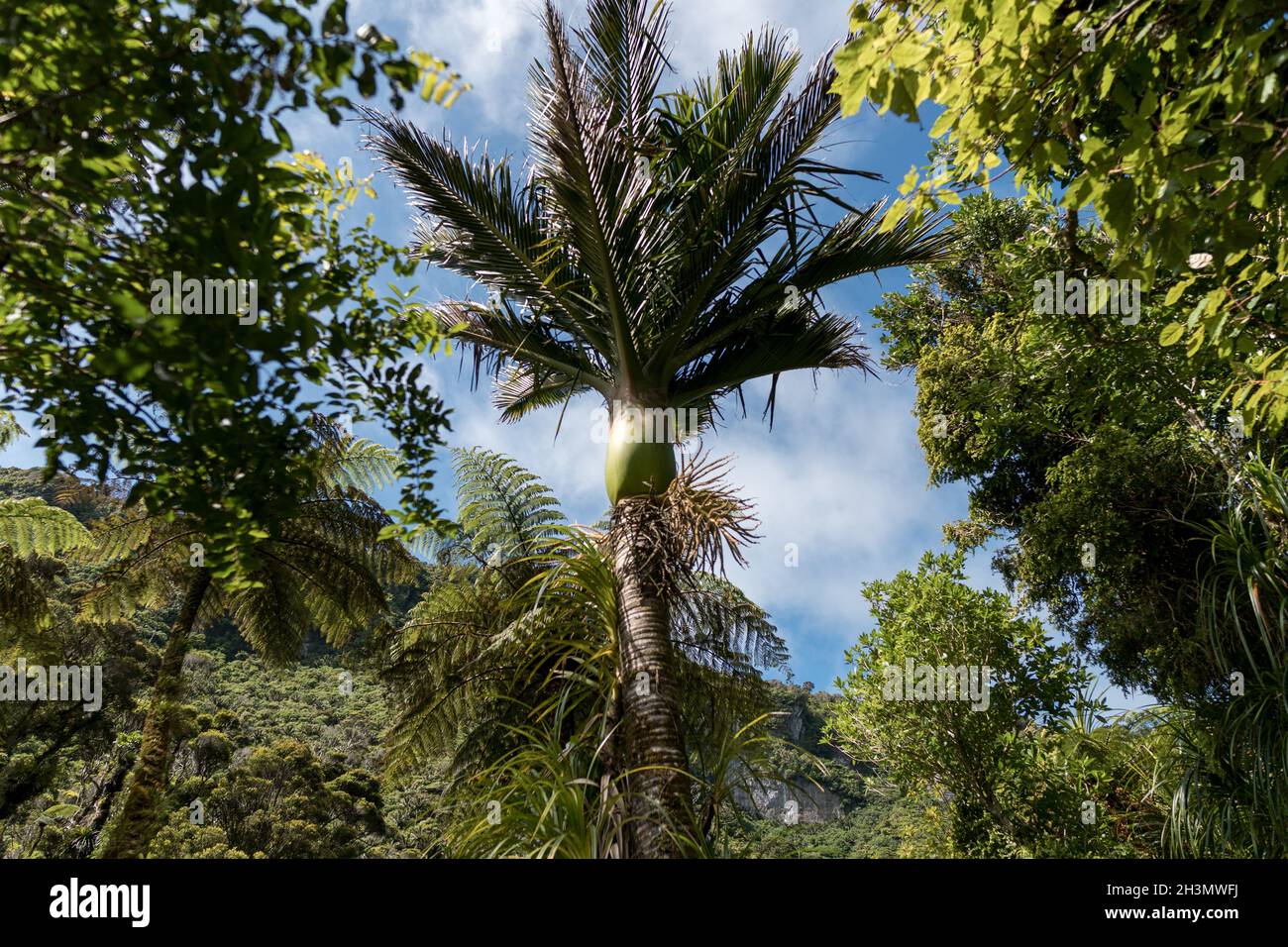 Der Pororari River, Neuseeland, Südinsel Stockfoto