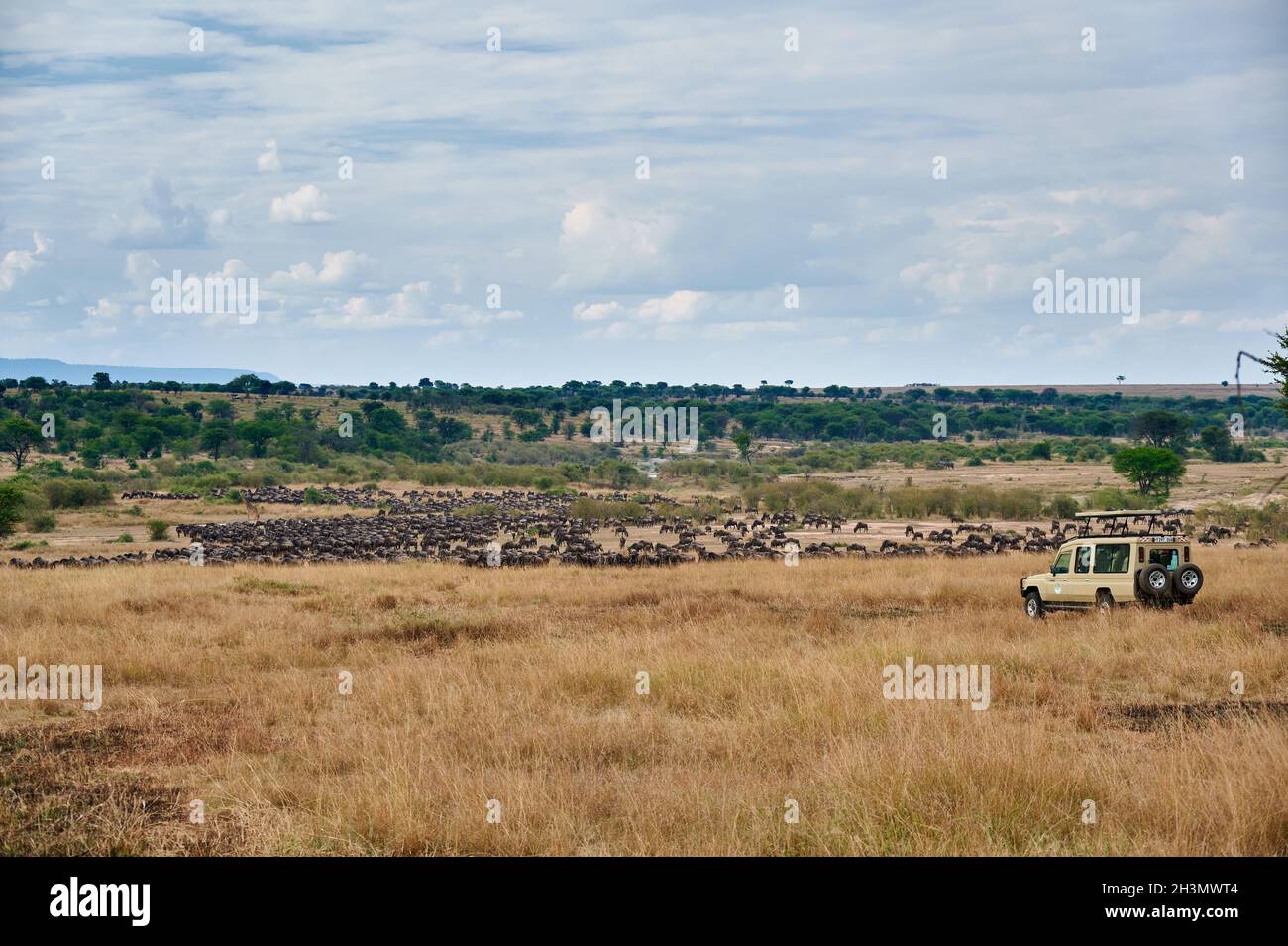 safari-Fahrzeug beobachten blauen Gnus (Connochaetes mearnsi) auf große Migration durch Serengeti Nationalpark, Tansania, Afrika Stockfoto