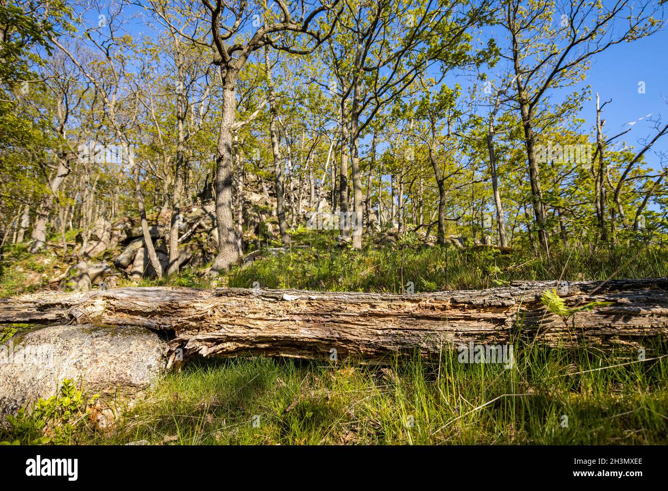 Erleben Sie Naturwanderungen im Harz-Bode-Tal Stockfoto