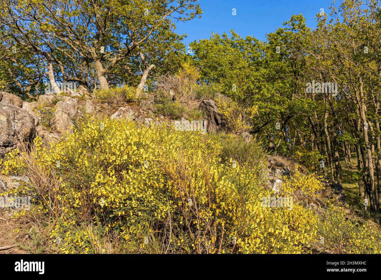 Erleben Sie Naturwanderungen im Harz-Bode-Tal Stockfoto