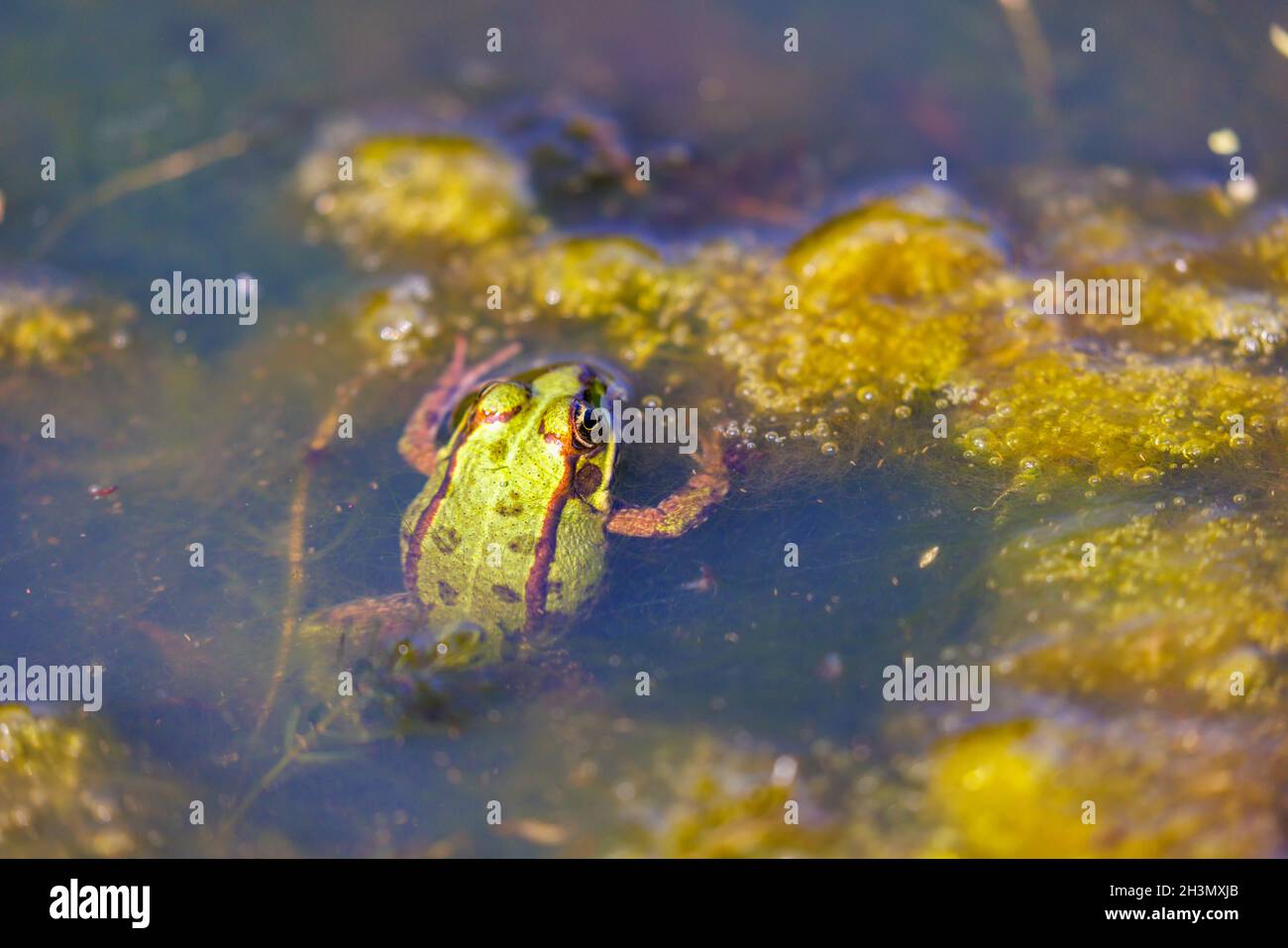 Der Marschfrosch (Pelophylax ridibundus) ist eine eingeführte nicht