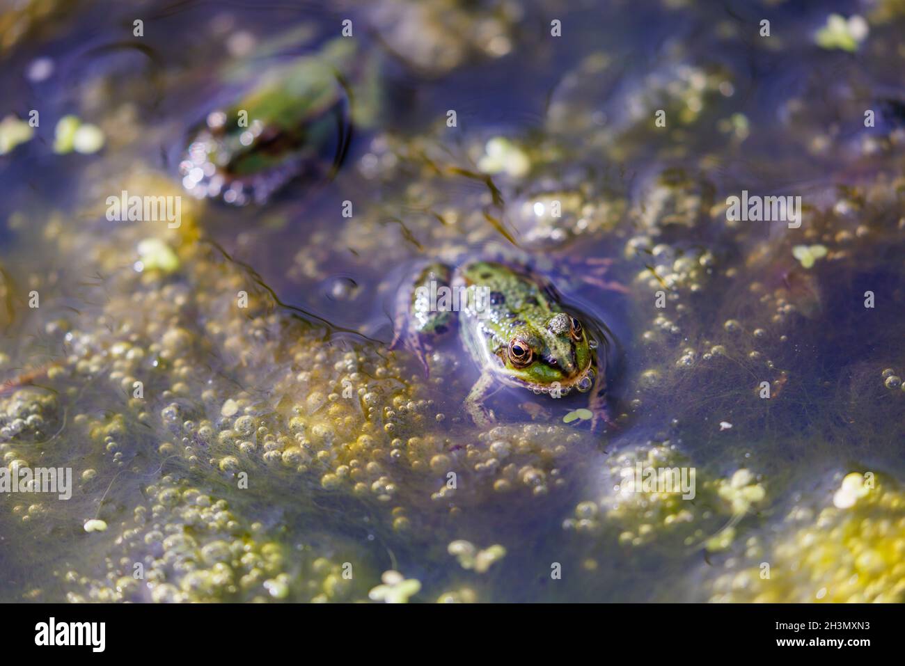 Especies nativas de especies de fauna Fotos und Bildmaterial in hoher