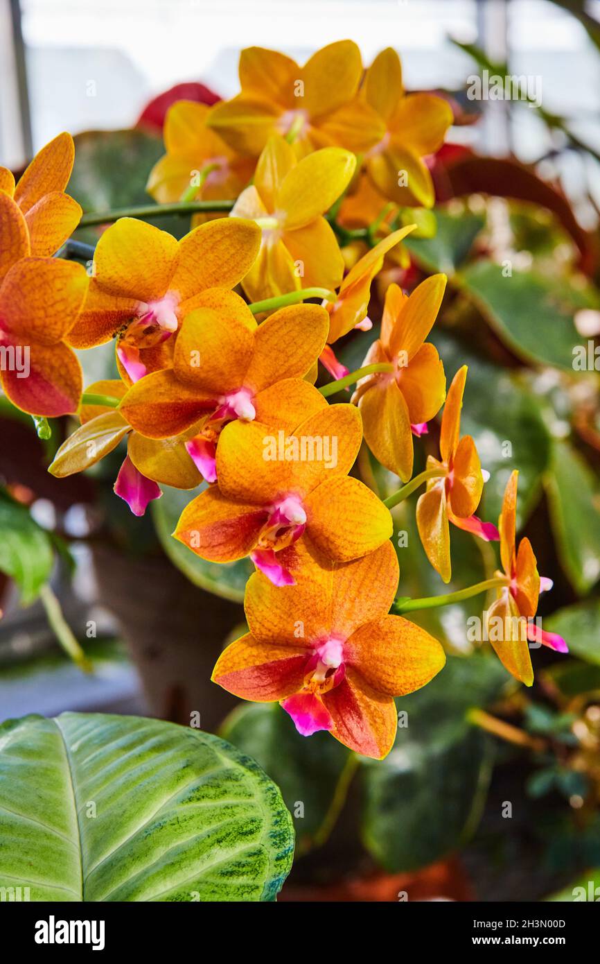 Leuchtend orange und rosa Orchideenblüten im Gewächshaus Stockfoto