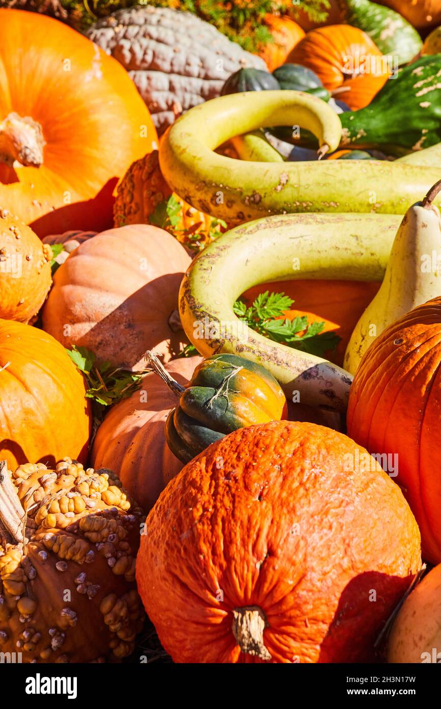 Haufen ungewöhnlicher Herbstkürbisse und Kürbisse Stockfoto
