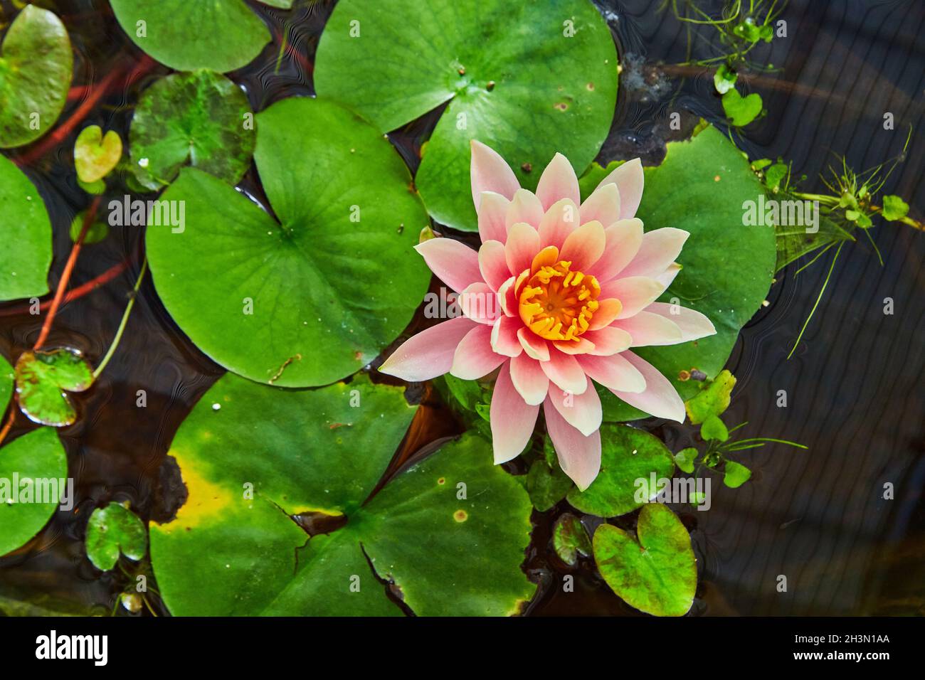 Von grünen Seerosenpads auf rosa Blüten herabblickend Stockfoto