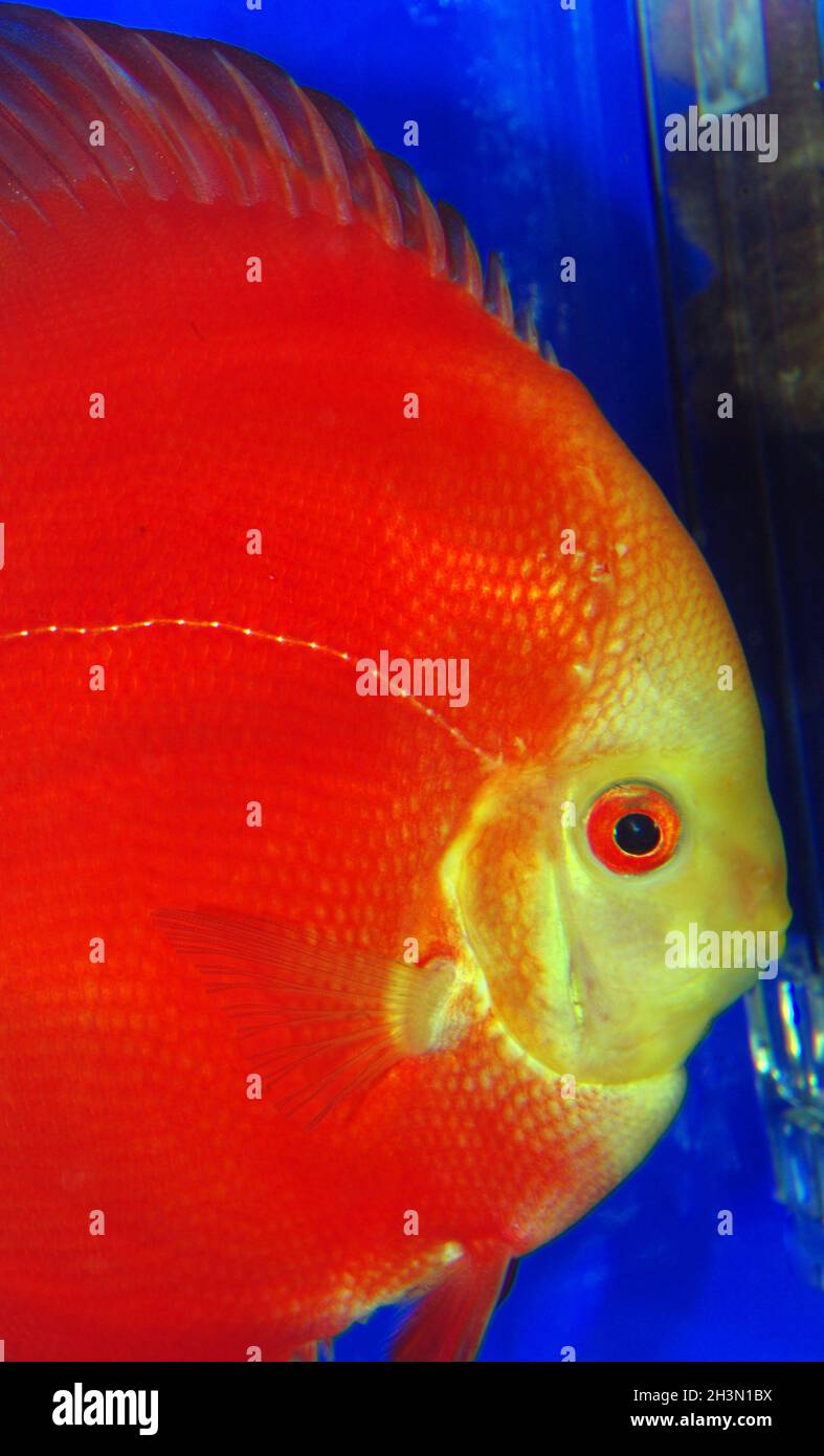 Roter Melonendiskus, Symphysodon aequifasciatus Stockfoto