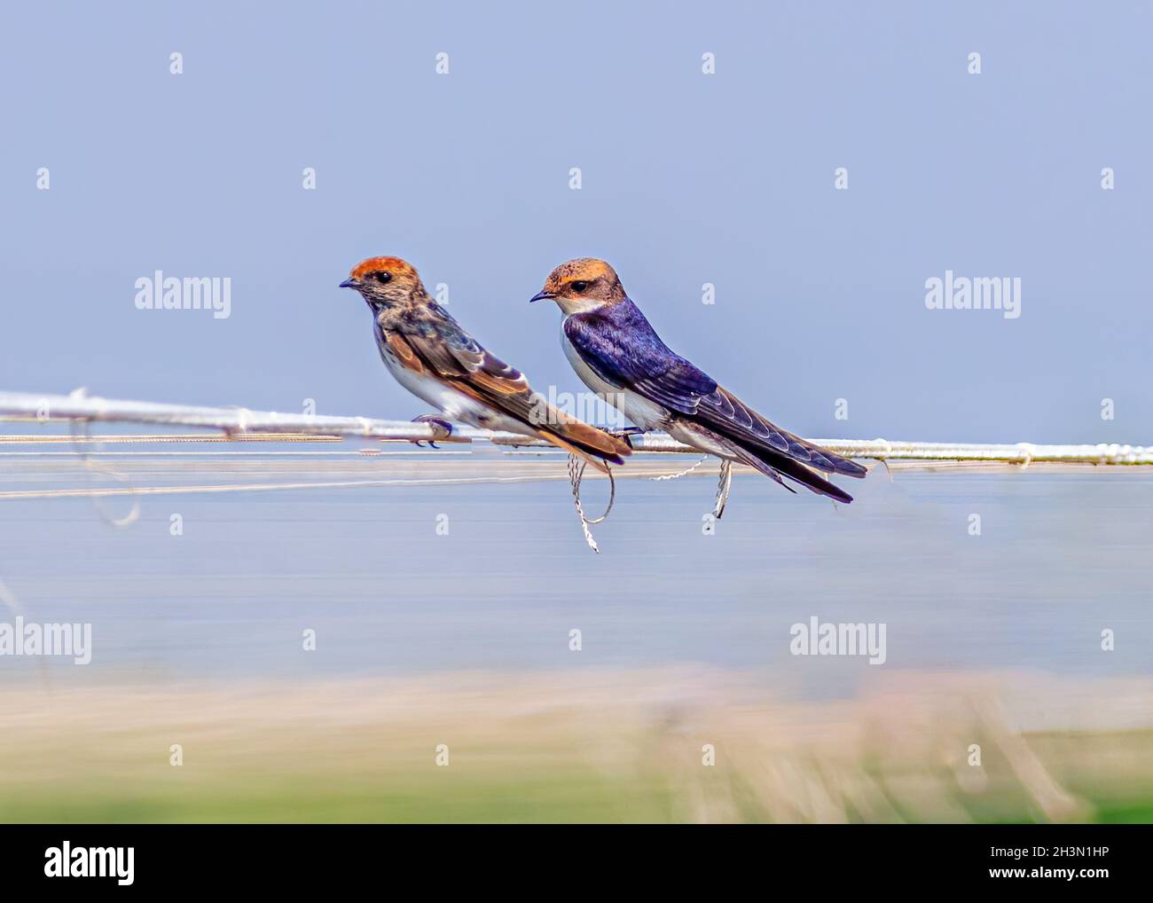 Drahtailed Swallow sitzt auf einem Faden und ruht Stockfoto