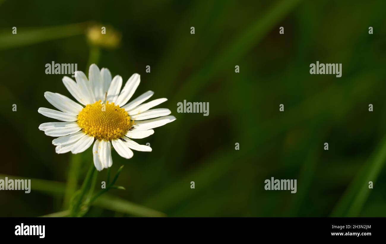 Blühende Single marguerite in einem Garten mit Kopierraum Stockfoto