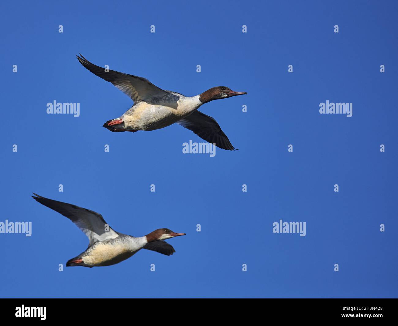 Gänsesäger Stockfoto