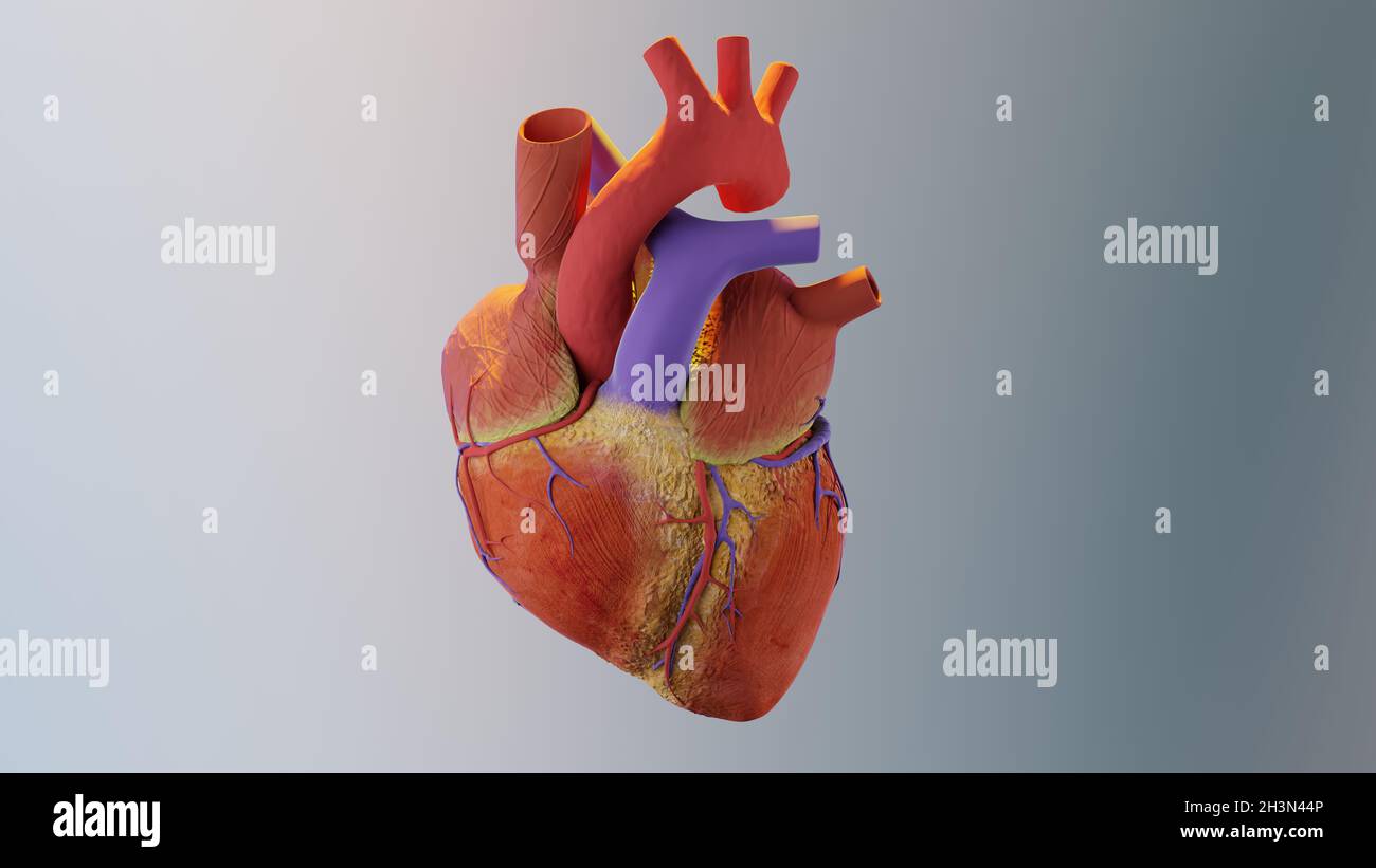 Menschliches Herz. Realistisches Bild isoliertes, korrektes anatomisches Herz mit Venensystem, 3d-Rendering Stockfoto