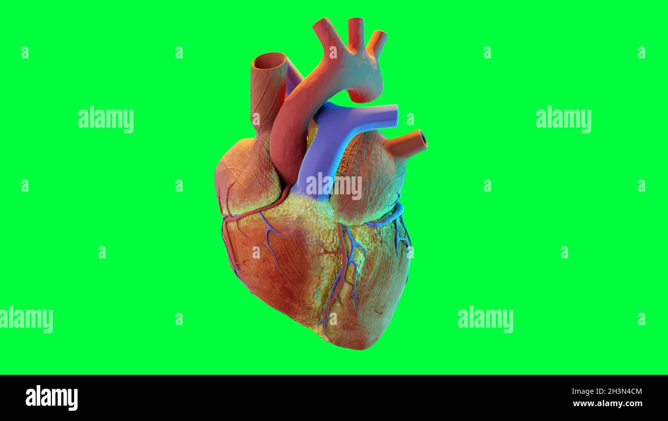 Menschliches Herz. Realistisches Bild isoliertes, korrektes anatomisches Herz mit Venensystem, 3d-Rendering Stockfoto