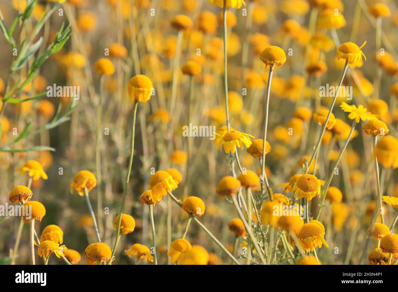 Bunte Blumenwiese Stockfoto Bunte Blumenwiese Stockfoto