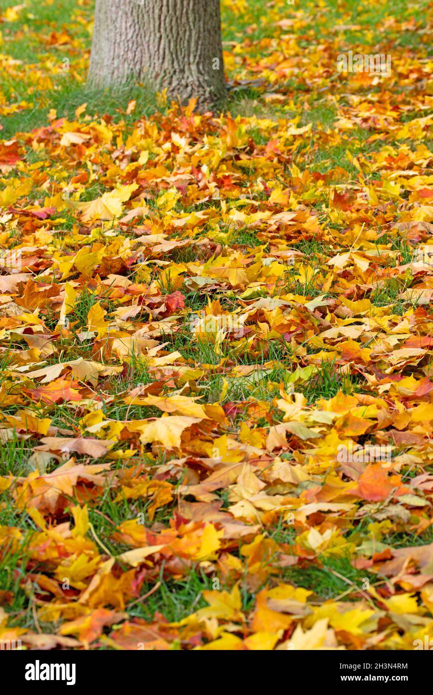 Bunte Ahornblätter im Herbst auf einer Wiese Stockfoto