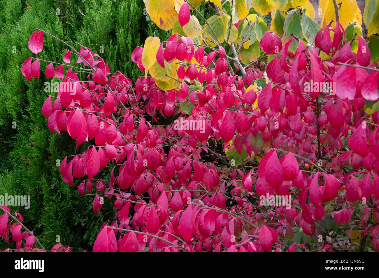 Die feurige Herbstfärbung des Baumes Spindel, Euonymus alatus Stockfoto