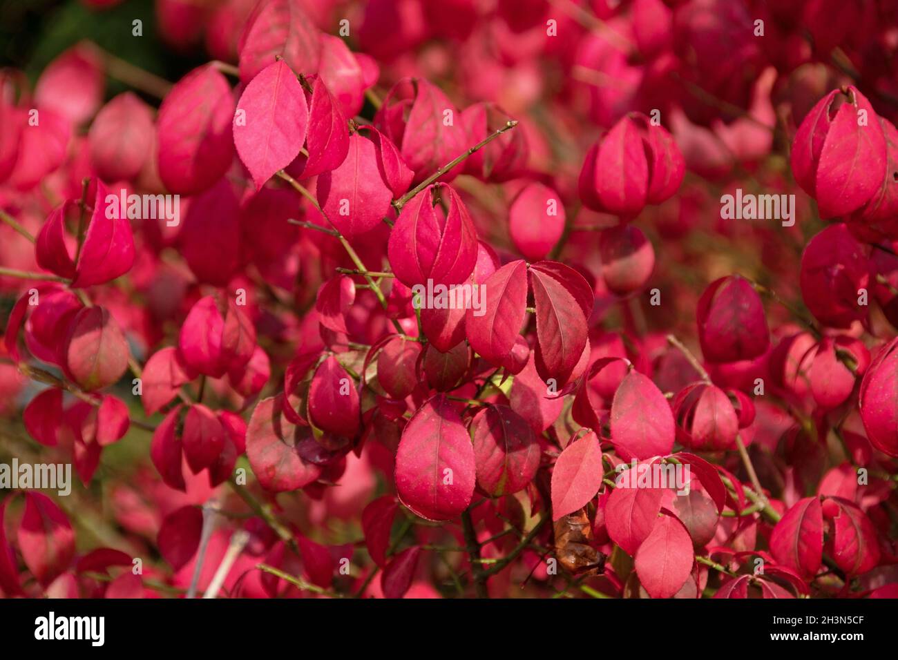 Die feurige Herbstfärbung des Baumes Spindel, Euonymus alatus Stockfoto