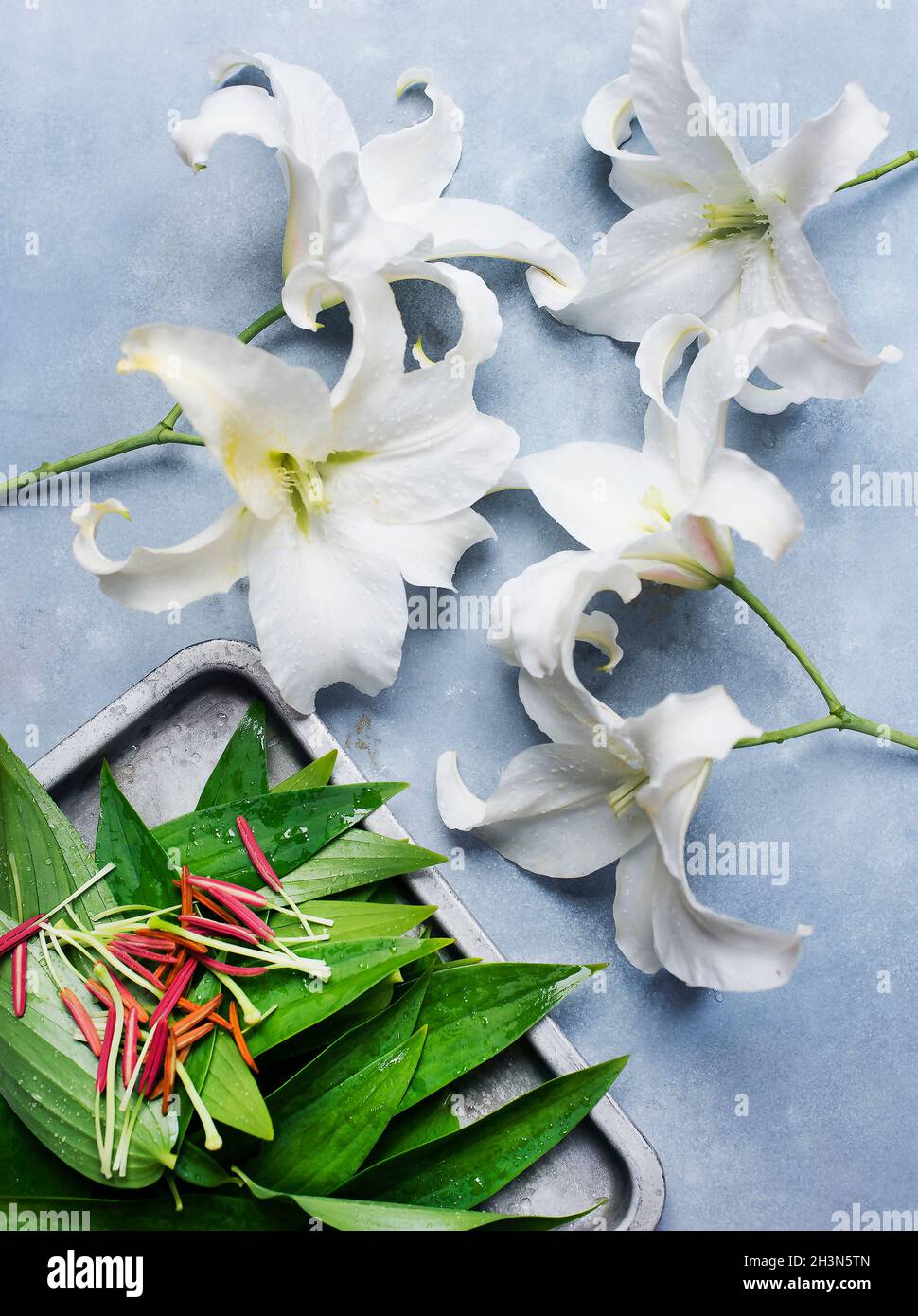 Studioaufnahme von weißen Lilien mit geschnittenen Staubblättern Stockfoto