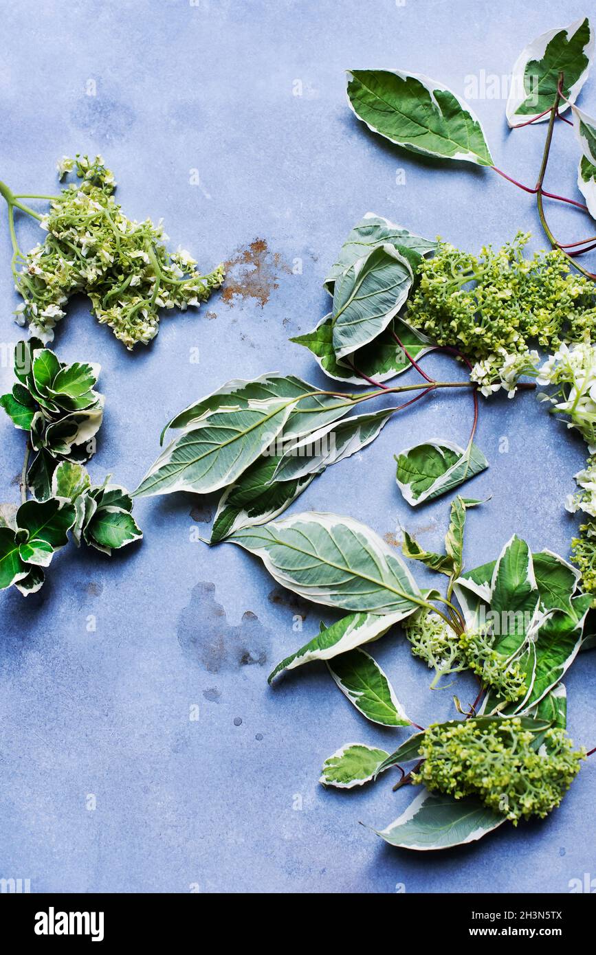 Studioaufnahme von Frühlingsblüten und Blättern Stockfoto
