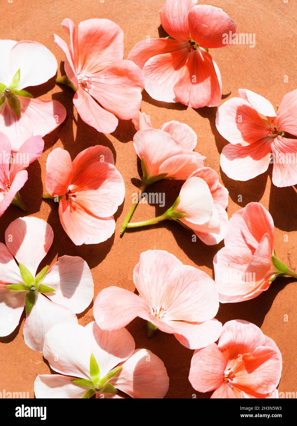 Studioaufnahme von rosa Geranienblüten Stockfoto