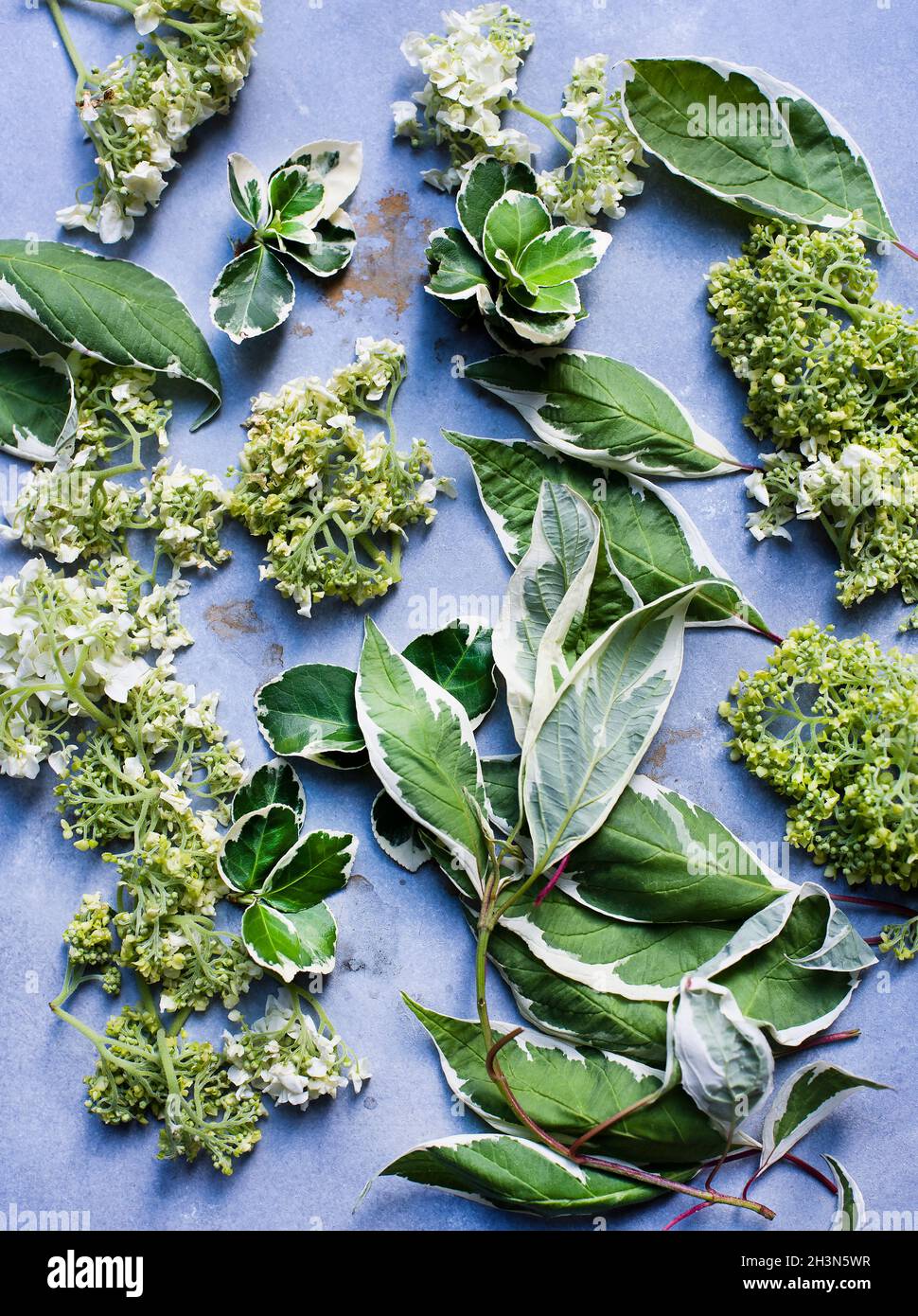 Studioaufnahme von Frühlingsblüten und Blättern Stockfoto