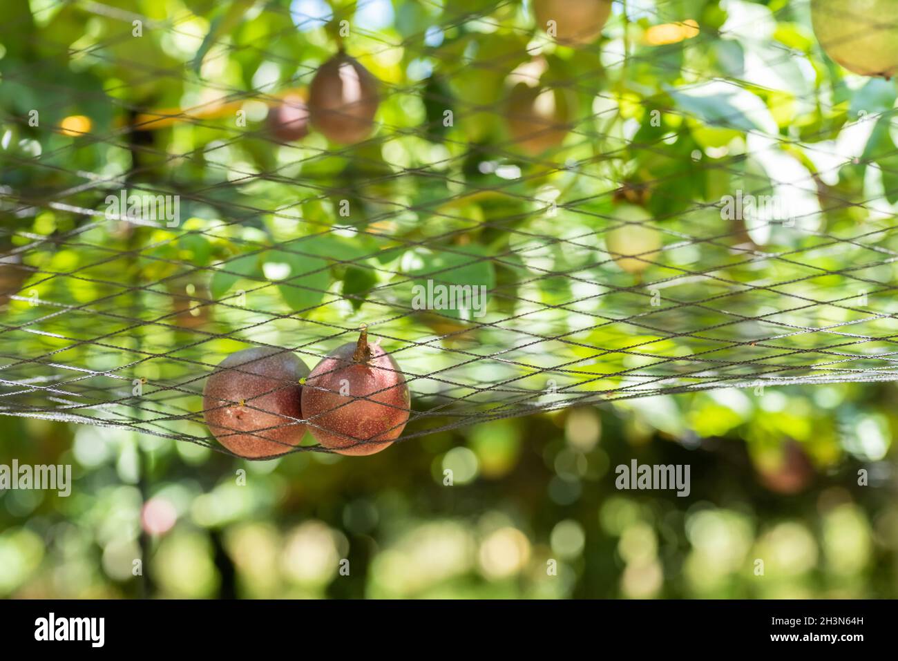 Bauernhof der Passionsfrucht Anbau auf Kunststoff-Netz Stockfoto