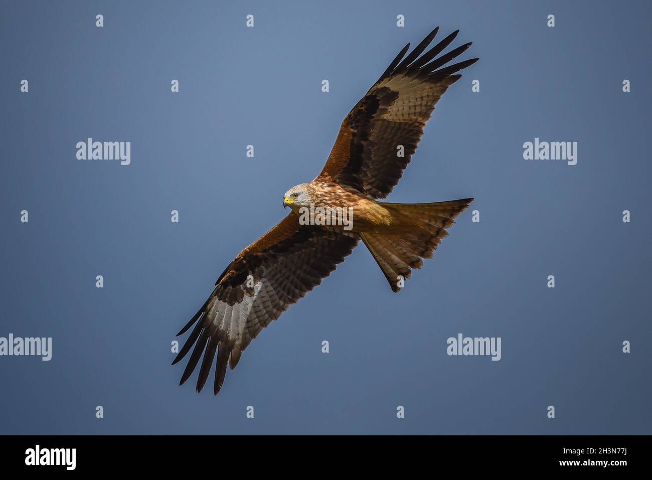 Red Kite fliegt in blauem Himmel Stockfoto