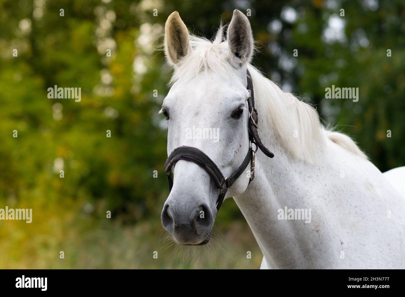 Weißes Pferd Porträt auf dem grünen Wald Hintergrund. Pferdeportrait Stockfoto