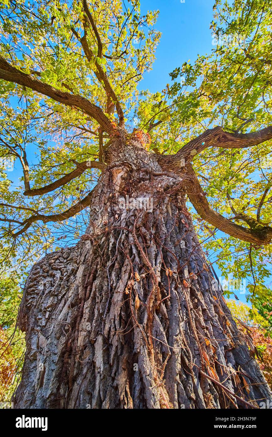 Blick auf Baum gegen Rinde mit großen Ästen und Herbstblättern Stockfoto