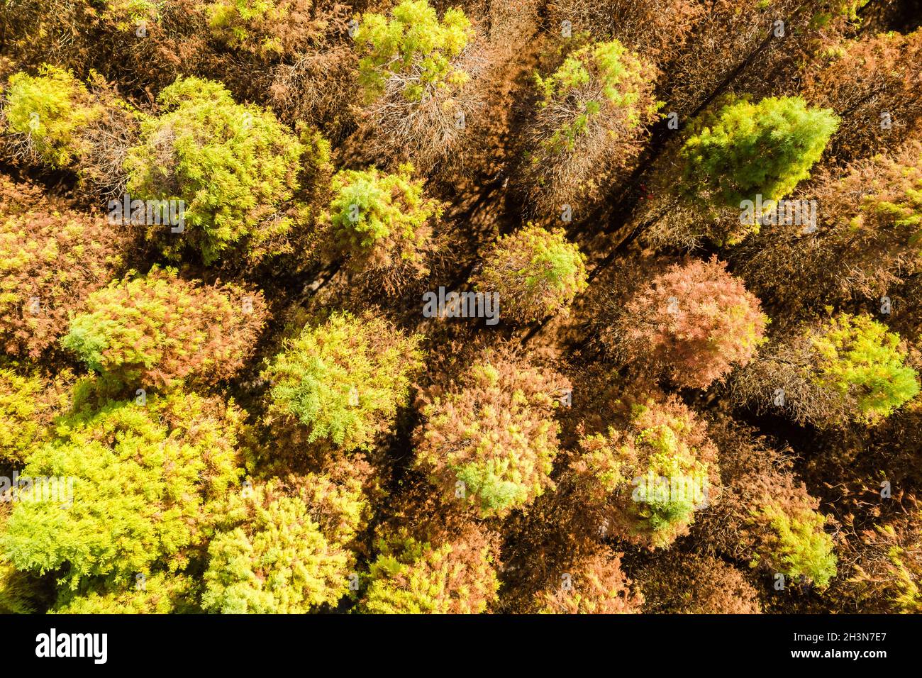 Drohnenansicht des gelben Lärchenbaums Stockfoto