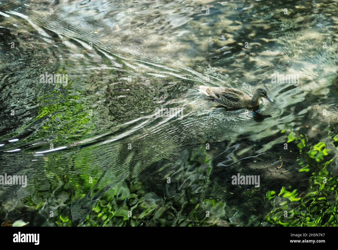 Wellen im Wasser nach einer Ente Stockfoto