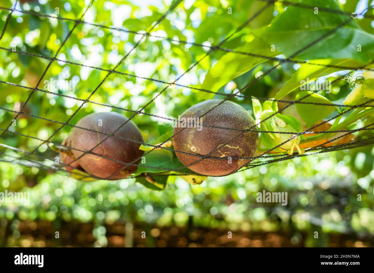 Bauernhof der Passionsfrucht Anbau auf Kunststoff-Netz Stockfoto