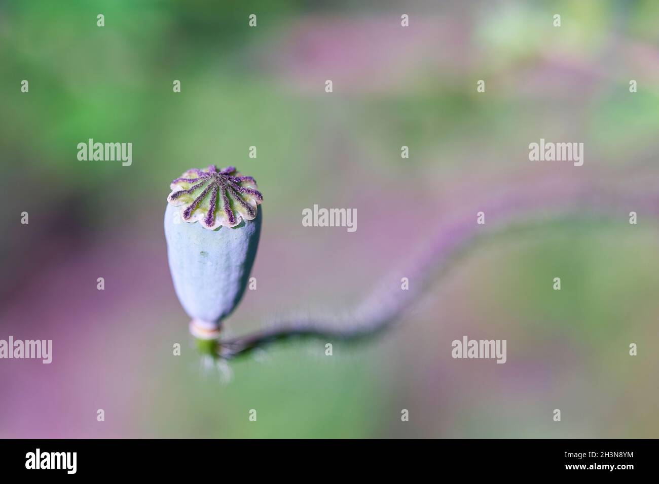 Samenkapsel einer Mohnblume auf einem Feld Stockfoto