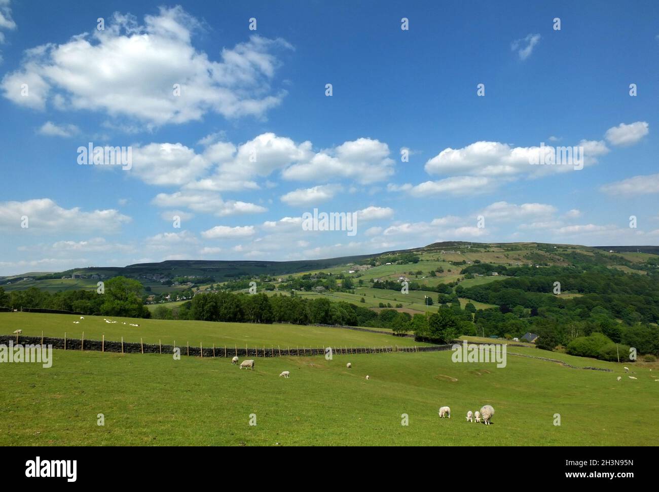 Yorkshire dales Landschaft mit Schafen grasen auf Feldern zwischen Bäumen und pennine und Hügeln in der Ferne Stockfoto