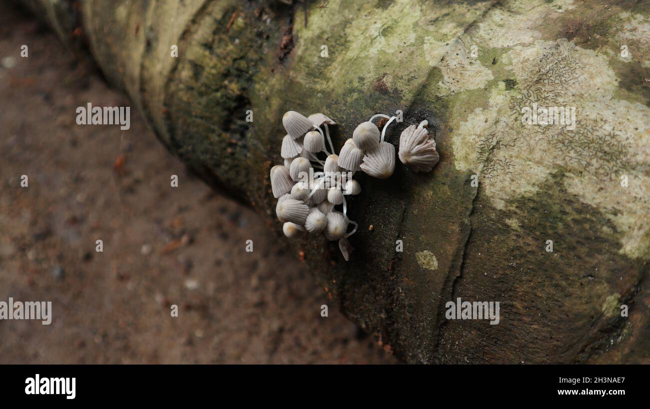 Regen getränkte weiße Pilzhaufen blühen auf der Seite eines toten Kokosnussstamms Stockfoto