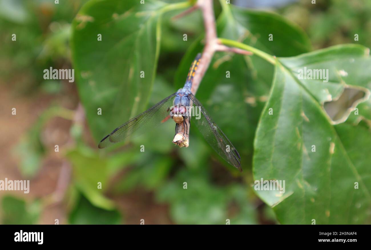 Blick in den hohen Winkel auf eine purpurrote, fetter Libelle, die auf einer Bougainvillea-Zweigspitze thront Stockfoto