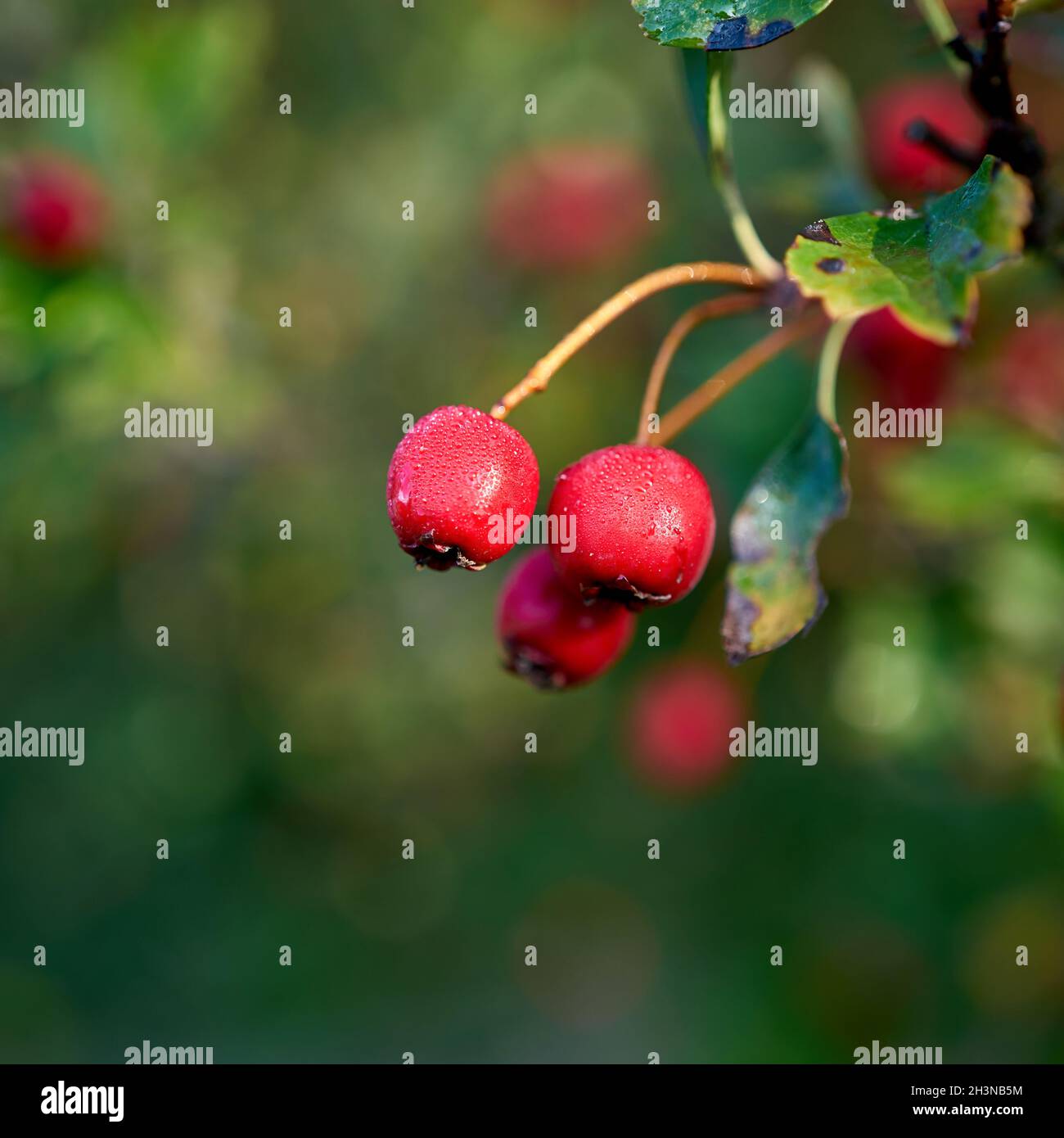 Die Früchte des Weißdorns (Crataegus monogyna) Mit Tau Tropfen im Herbst in einem Park Stockfoto