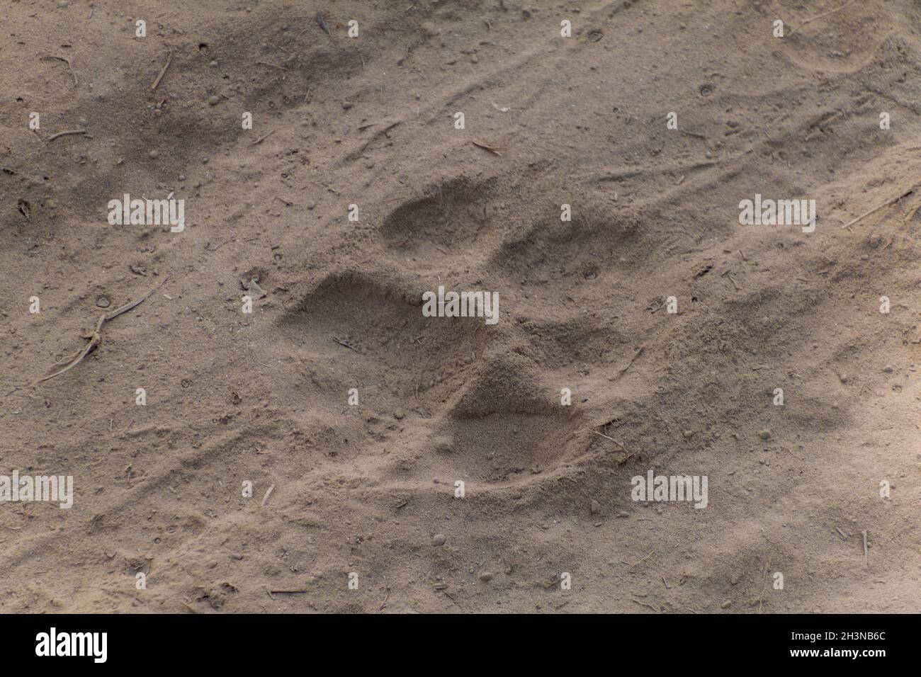 Tiger-Fußabdrücke im Kaziranga National Park, Indien Stockfoto