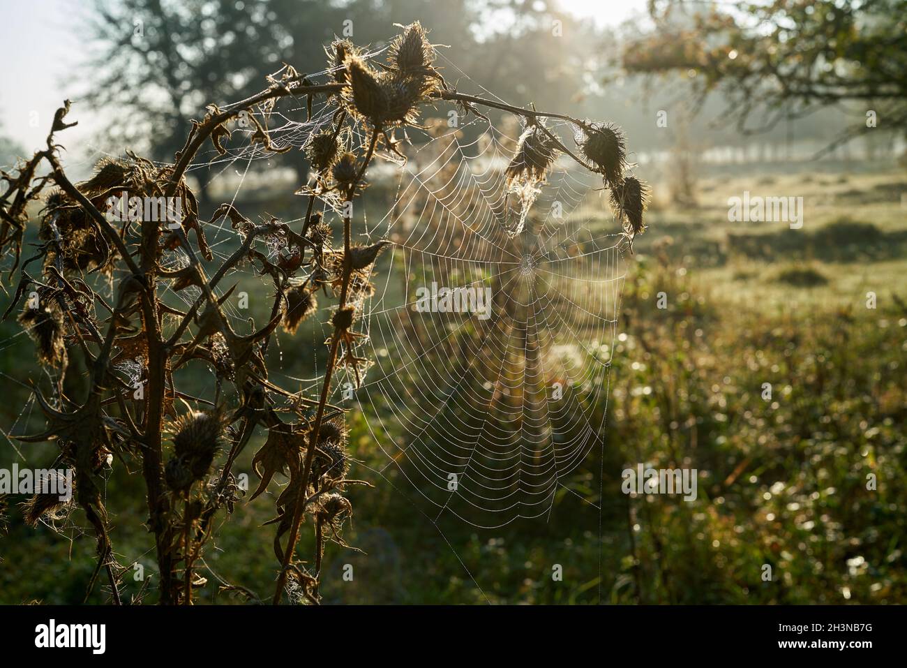 Natürliche Landschaft mit einem Spinnennetz in Hintergrundbeleuchtung in den frühen Morgen Stockfoto