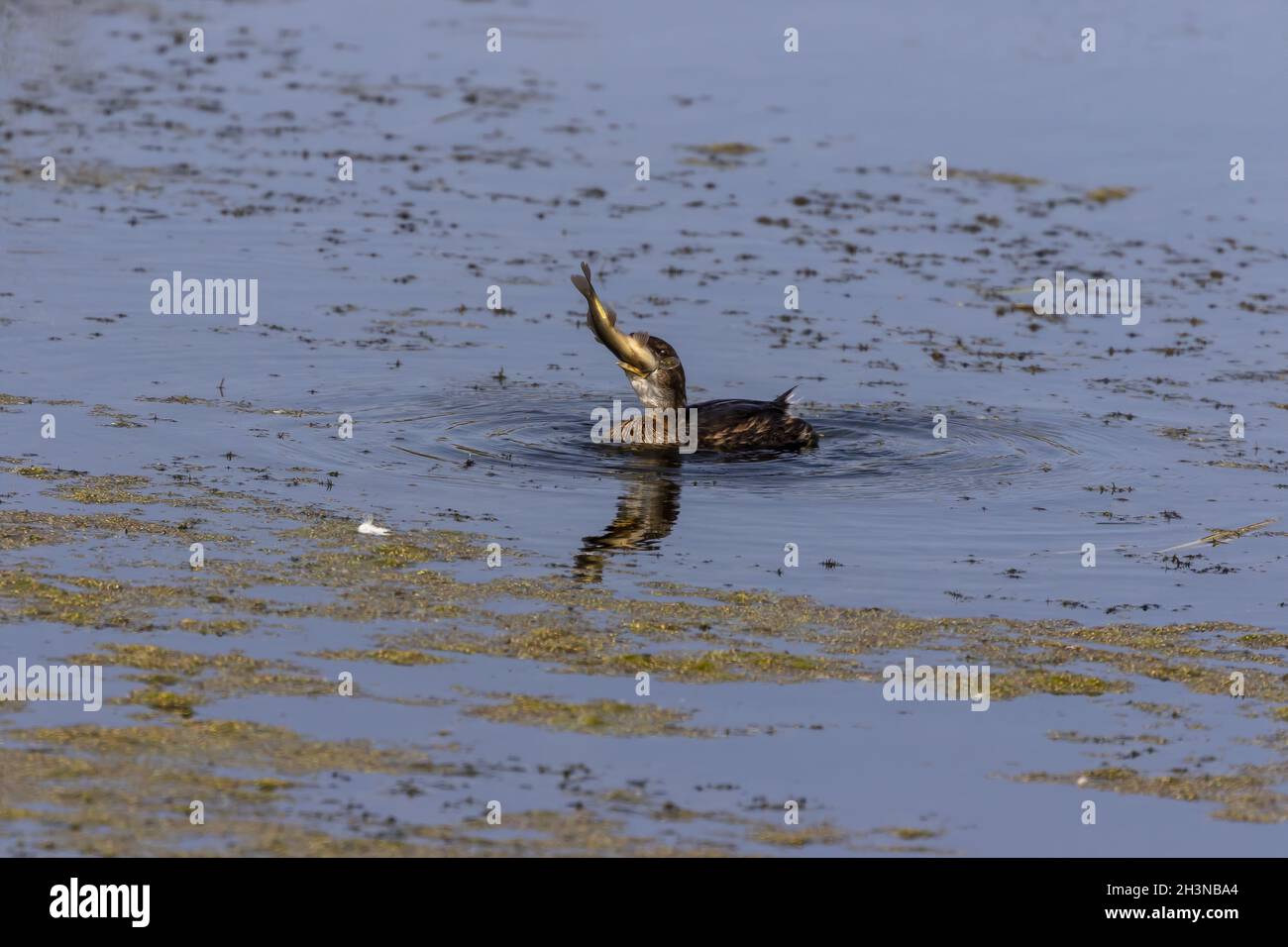 Der Rattenschnabel-Grebe auf dem See Stockfoto