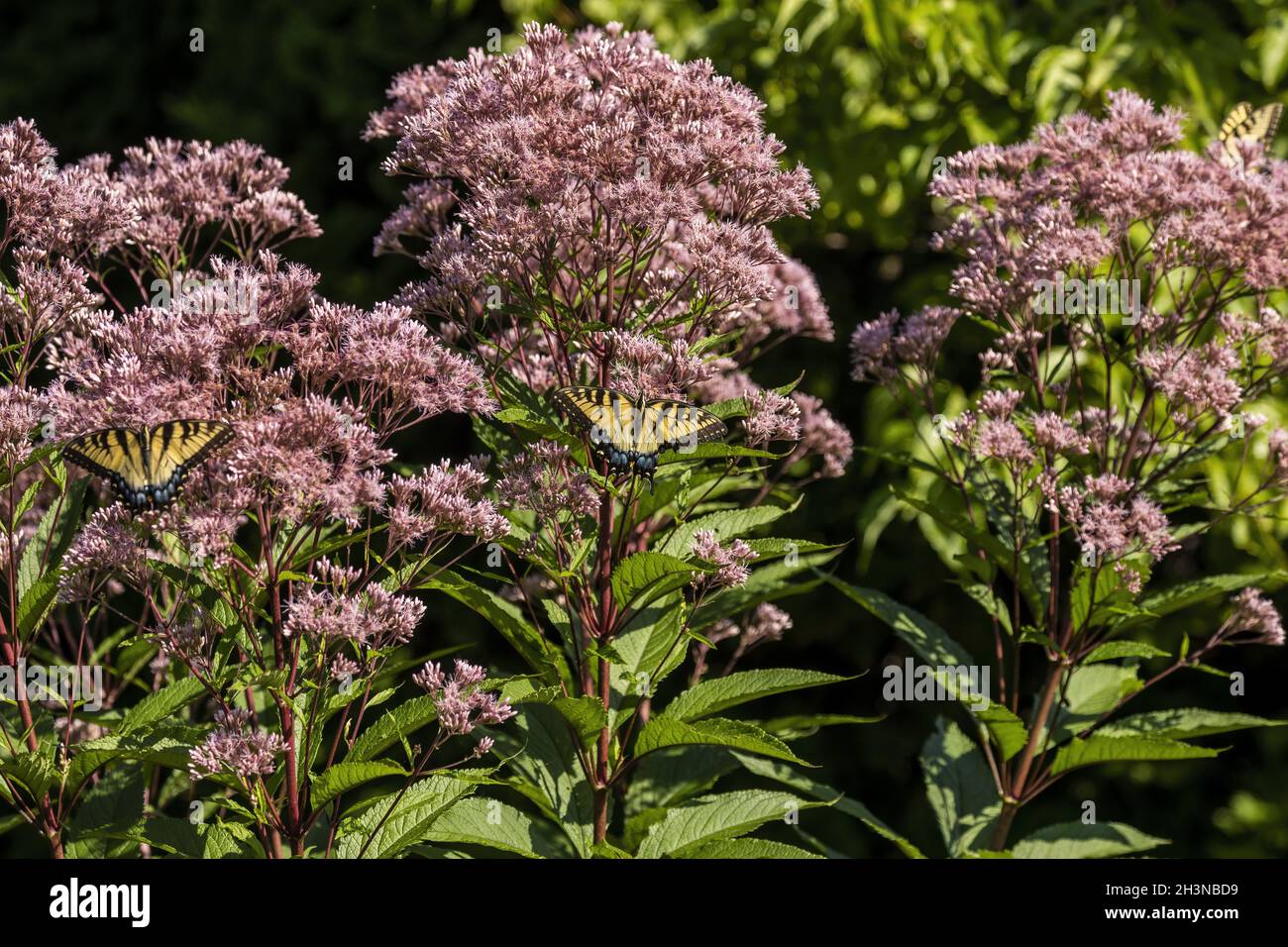 Der Östliche Gelbe Schwalbenschwanz ist Schmetterling aus dem östlichen Nordamerika, Staatsinsekt von Virgini Stockfoto