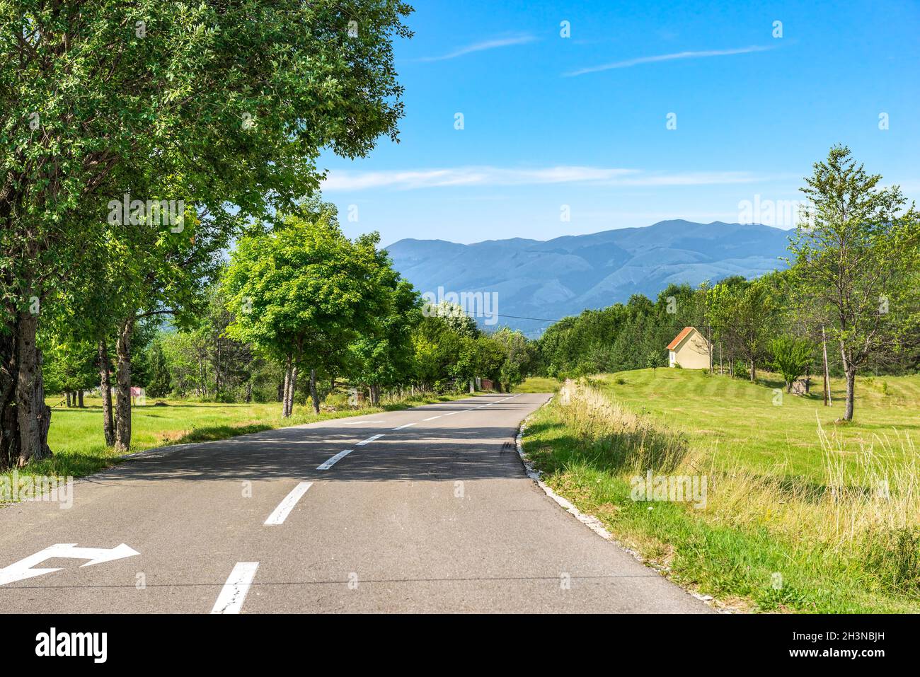 Birken auf der Straße Stockfoto