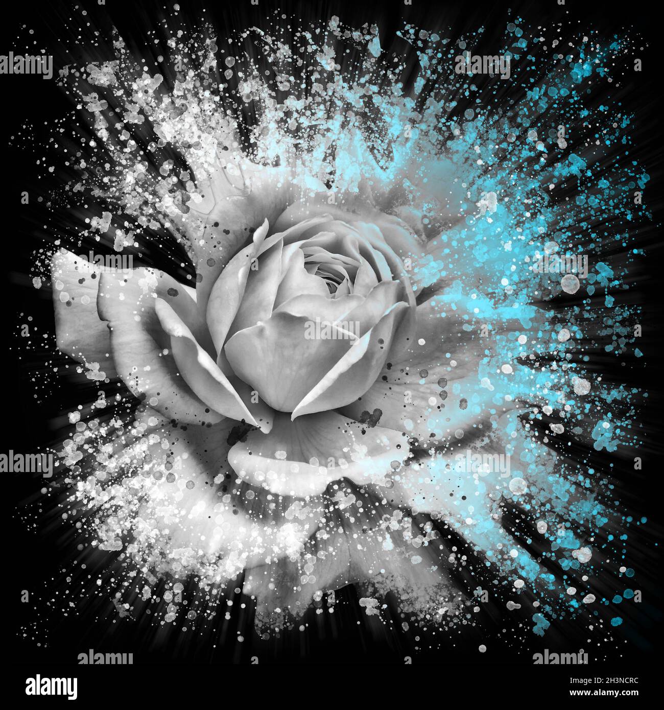 Dramatischer Spritzer Effekt einzelne weiße Rose Blumenkunst mit blauen Highlights auf einem schwarzen Hintergrund Stockfoto