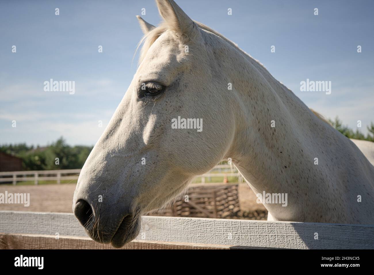 Reinrassige weiße Pferde im Freien. Profil der Stute mit trauriger Mündungsbekundung vor dem Hintergrund von Fahrerlager und blauem Himmel. Nahaufnahme Stockfoto