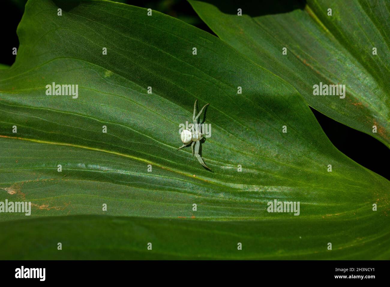 Kleine weiße Spinne auf einem breiten grünen Strukturblatt, das auf Beute wartet. Stockfoto