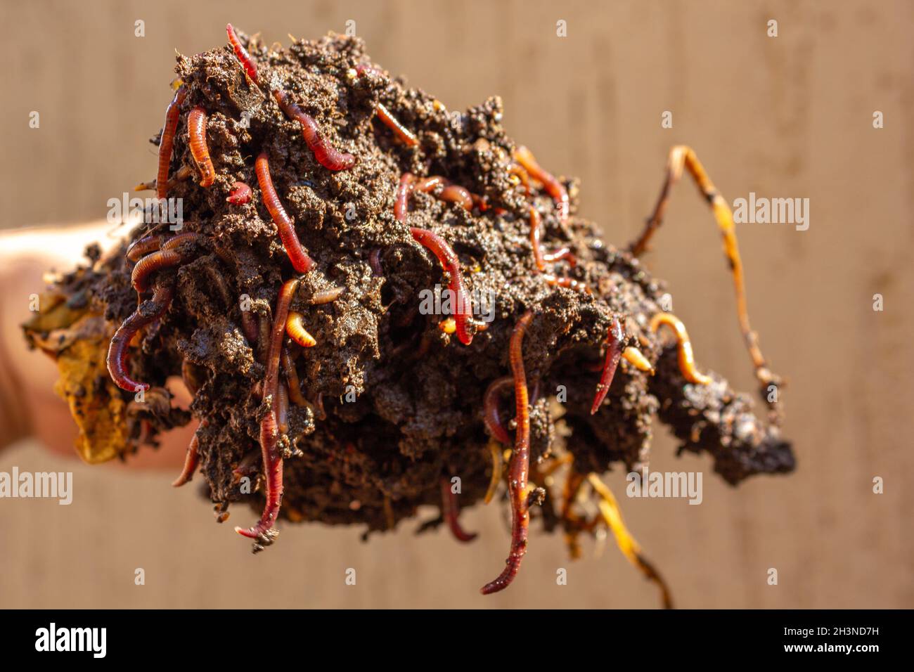 Regenwürmer in einem Kompostklumpen. Stockfoto