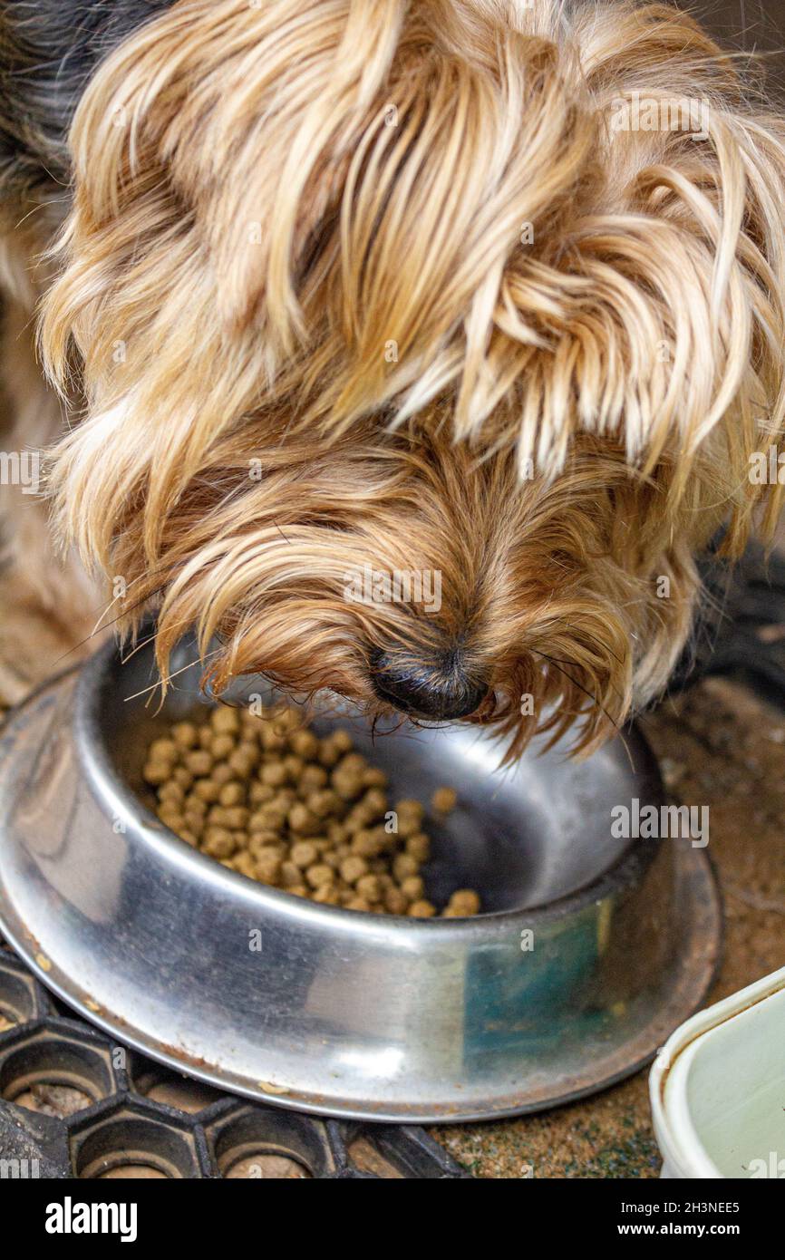 Yorkshire Terrier ist damit beschäftigt, Hundefutter aus einer Schüssel zu essen. Stockfoto