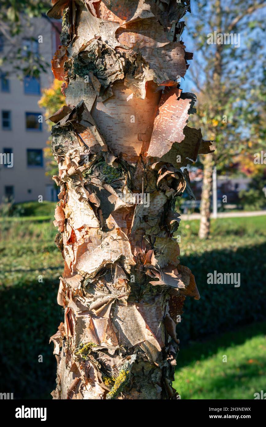 Peeling-Rinde einer Birke in einem Stadtpark Stockfoto