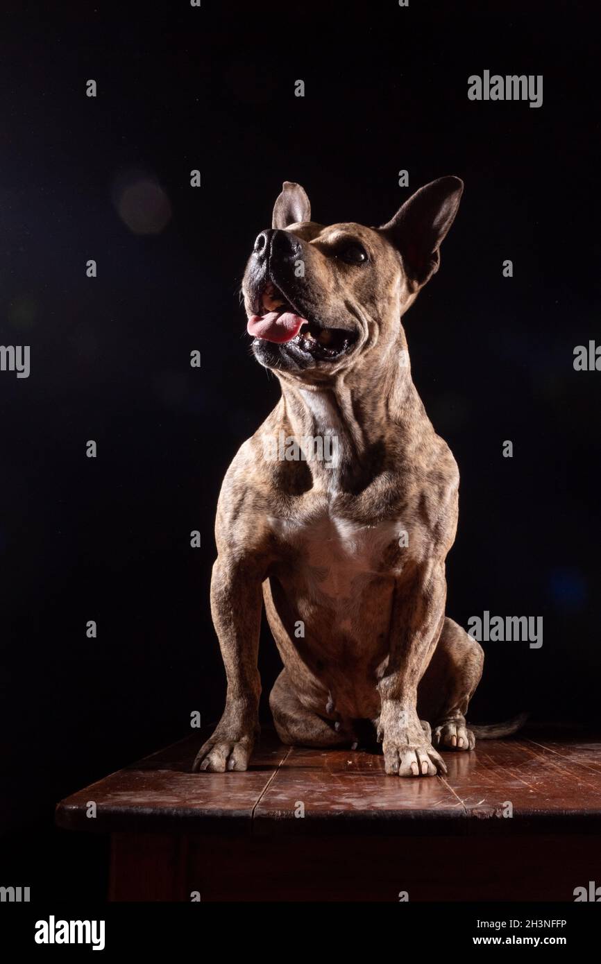 Brinddel pitbul Hund sitzt mit Zunge aus, isoliert schwarzen Hintergrund. Muskulösen und definierten pitbull Hund Stockfoto