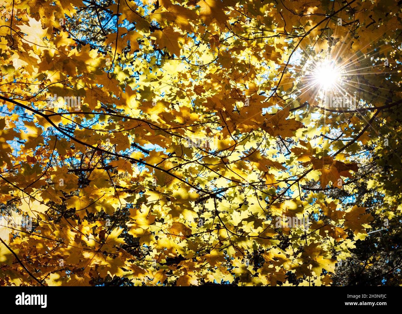 Sonnenlicht erzeugt einen Sonneneinbruch unter den Ahornblättern in all ihrer Herbstpracht. Stockfoto